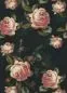 Preview: Beauty Full Image Panoramique English Roses 84929413