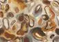 Preview: Acharius Rust DGERO301-300