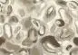 Preview: Acharius Sand DGERO302-300