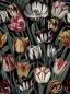 Preview: Tulipa Dark WP20177