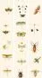 Mobile Preview: Entomology WP20233