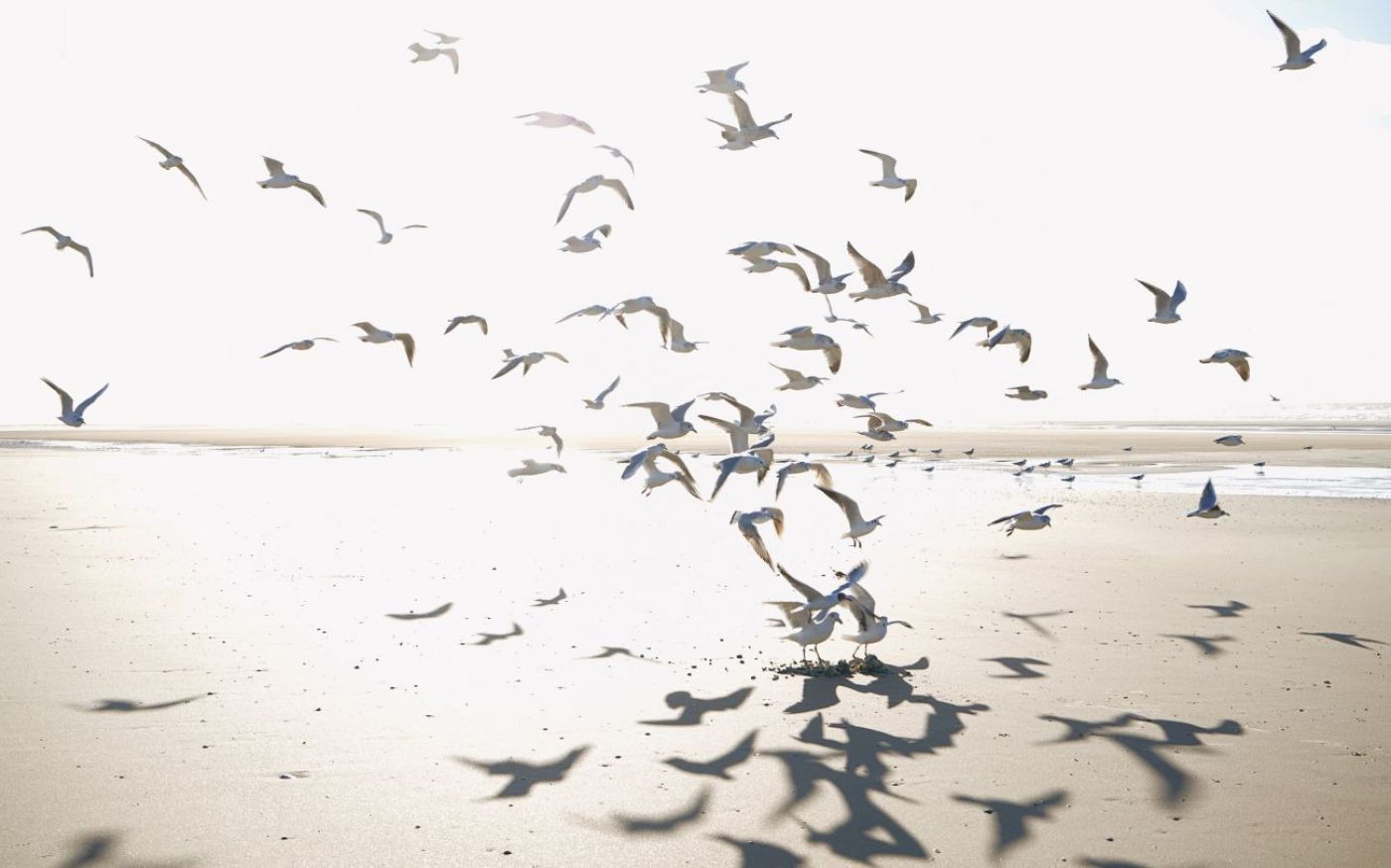 Preview: Houlgate 201531010 Size S