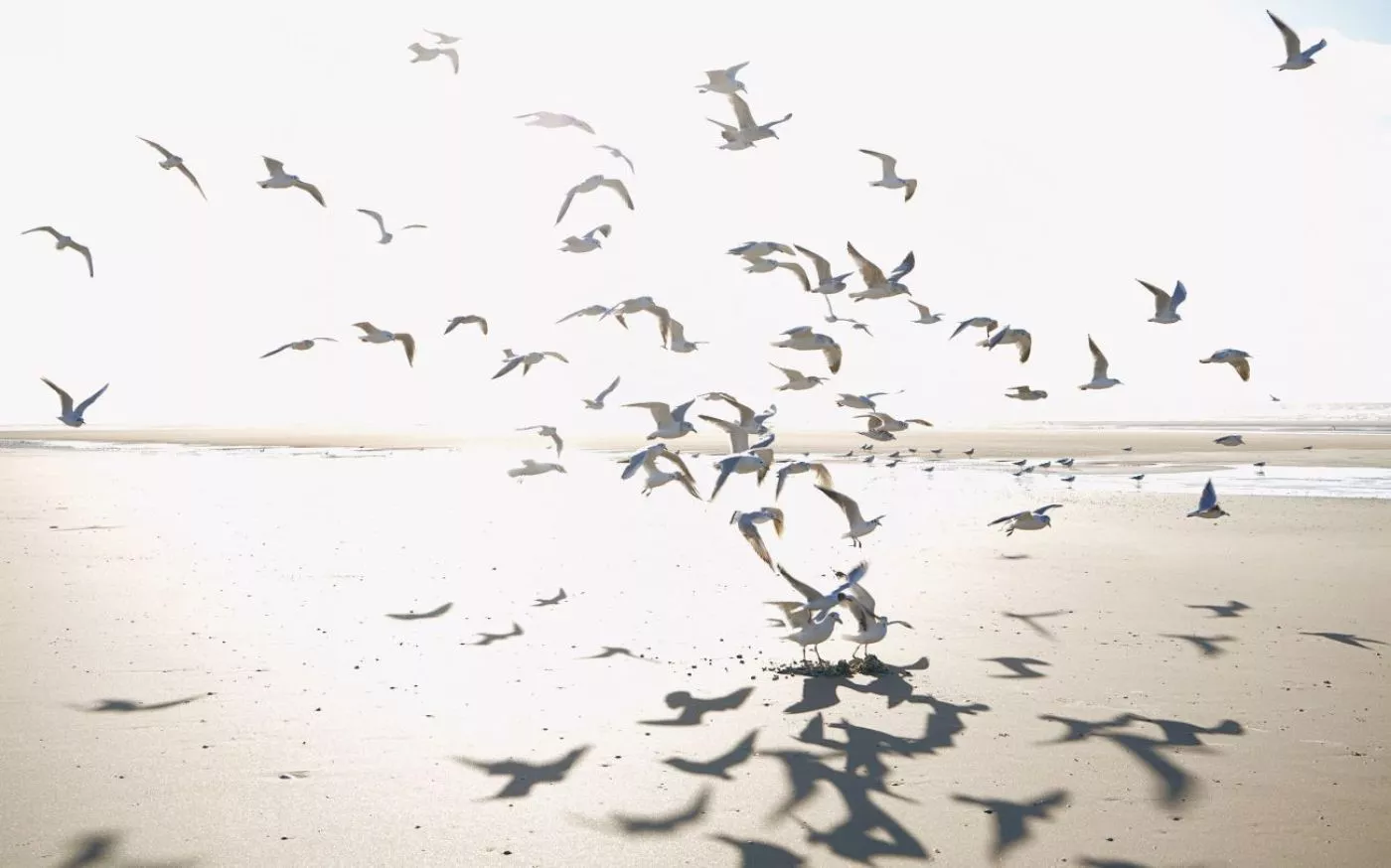 Houlgate 201531010 Size S