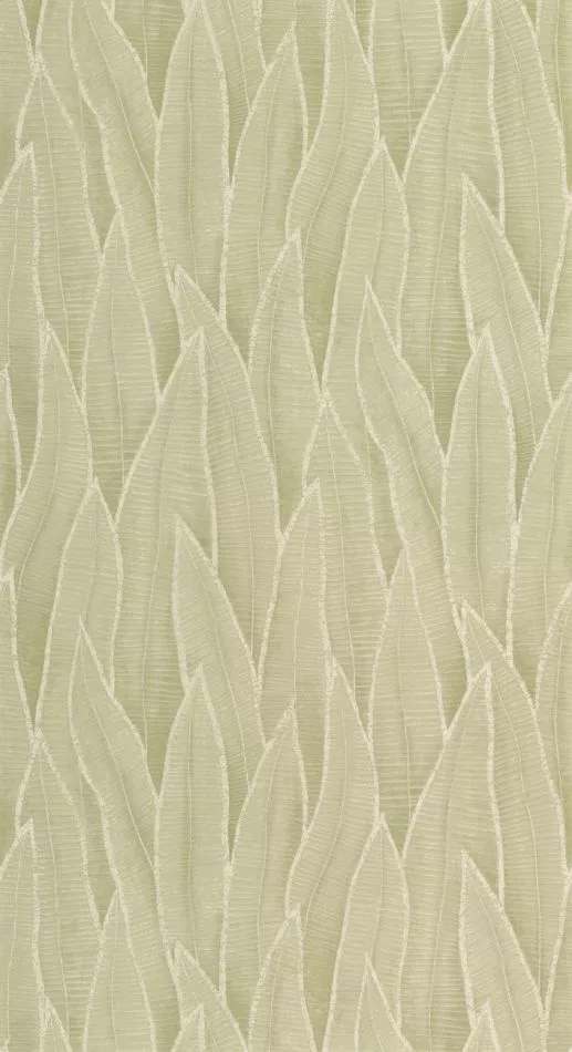 Sansevieria 201837260 Argile vert