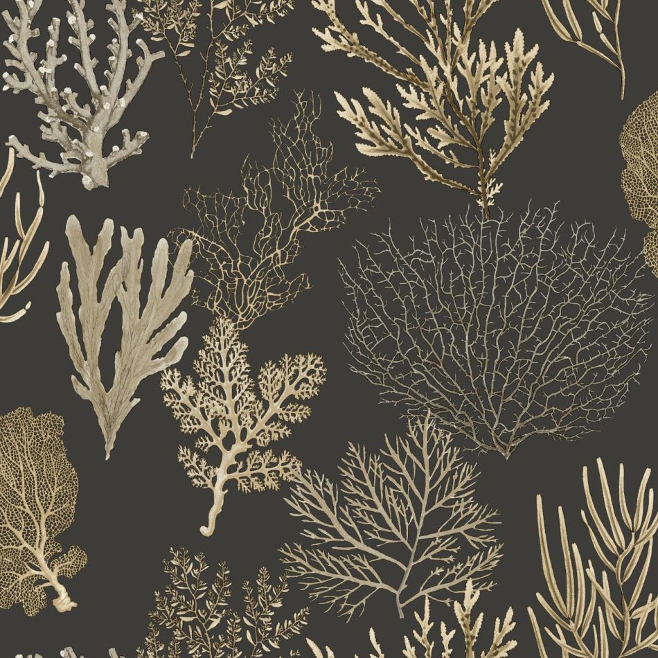 Preview: Corail 83979808 Noir fusain