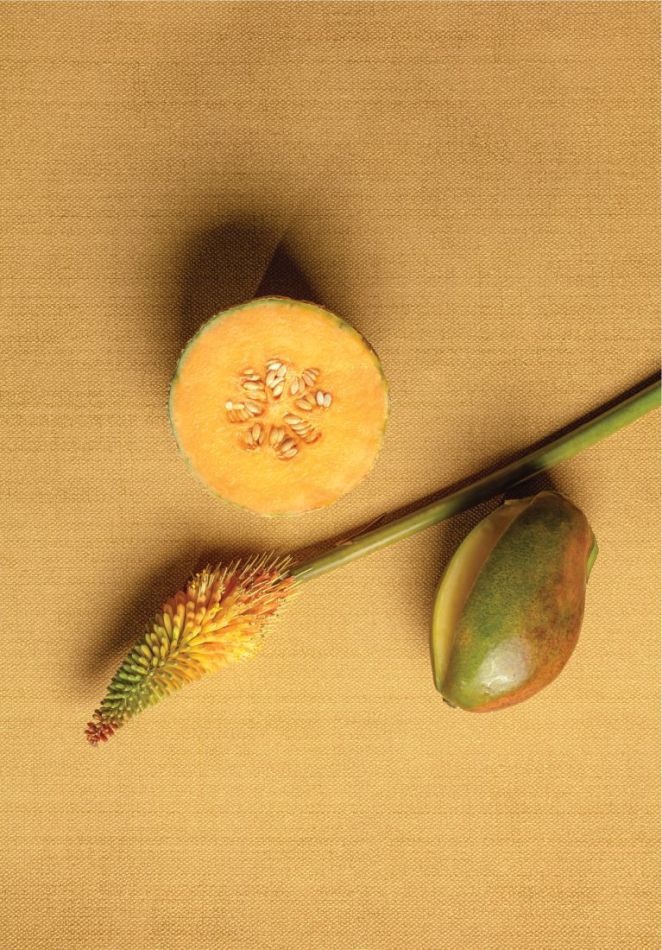 Preview: Dixie Ceylon GAT603