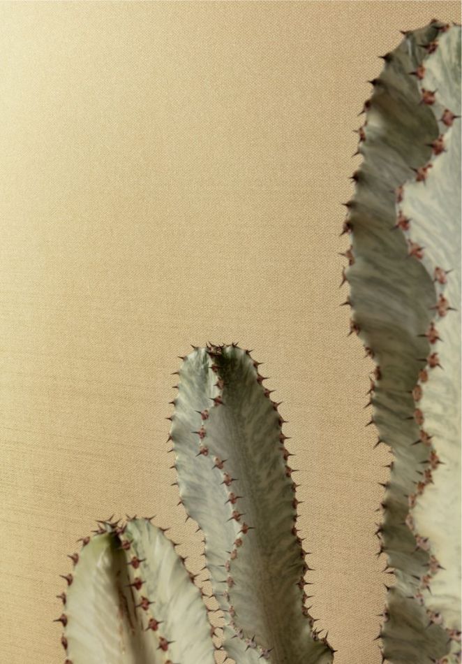 Preview: Dixie Pampas GAT604