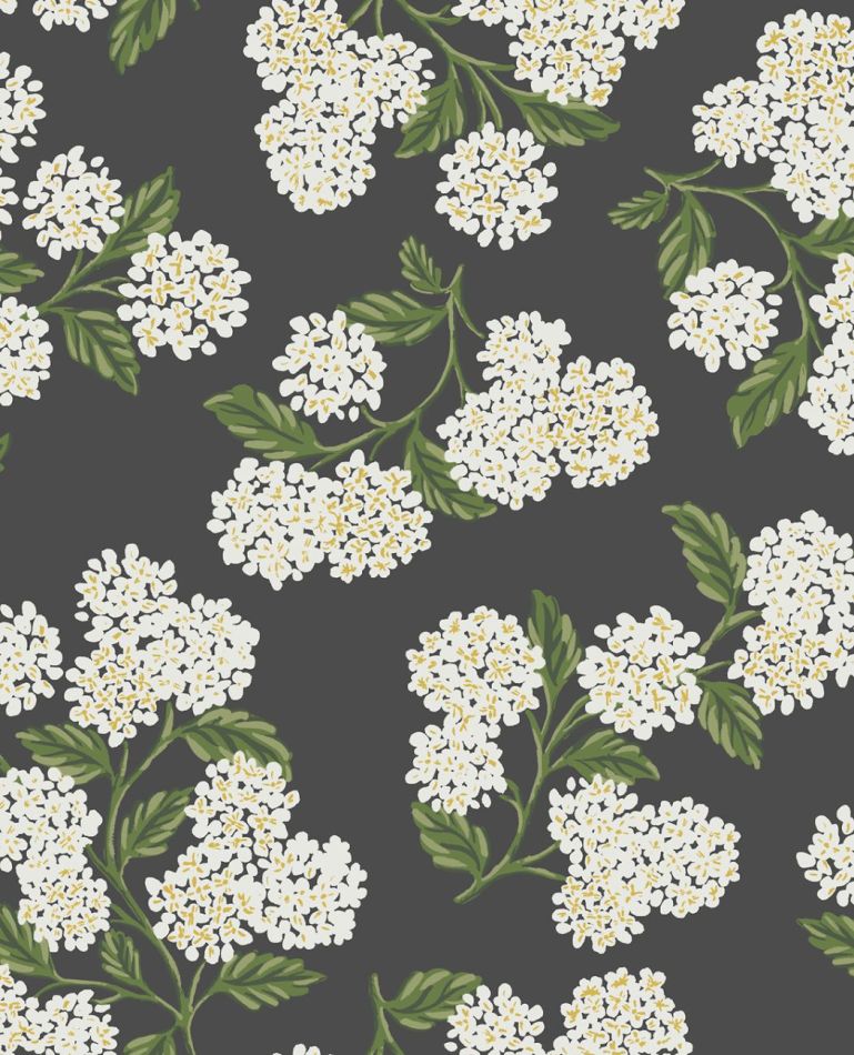 Preview: Hydrangea RI5146 Black