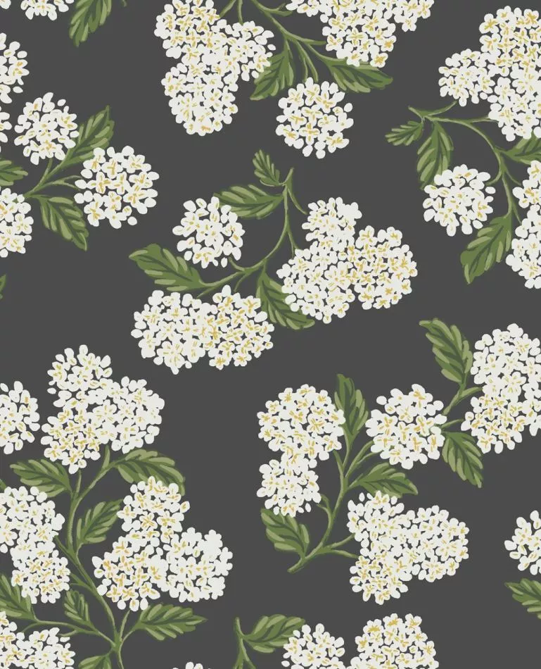 Hydrangea RI5146 Black