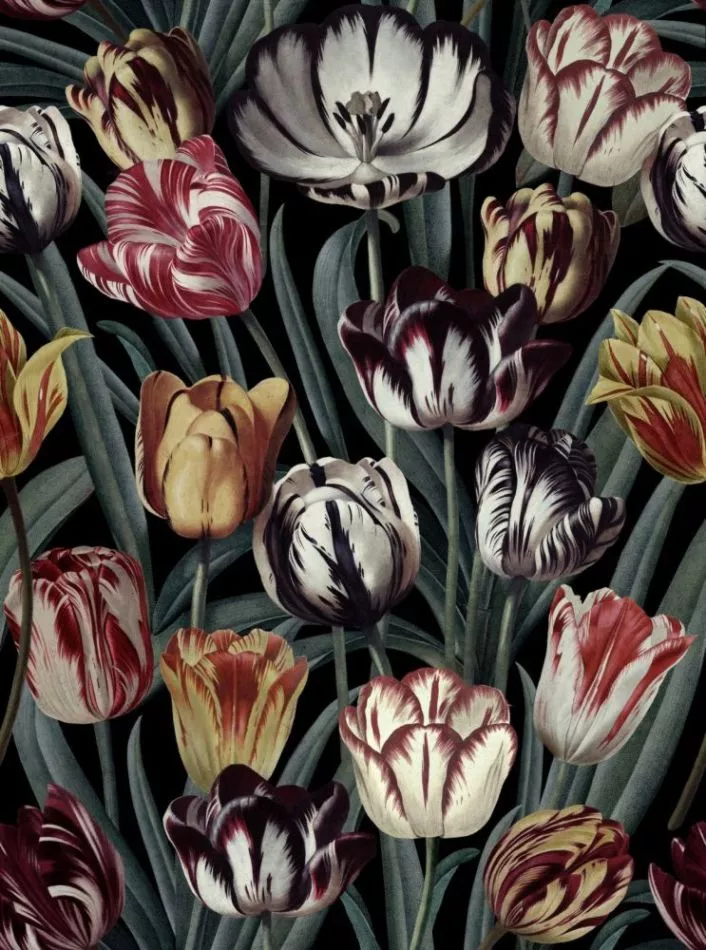 Tulipa Dark WP20177