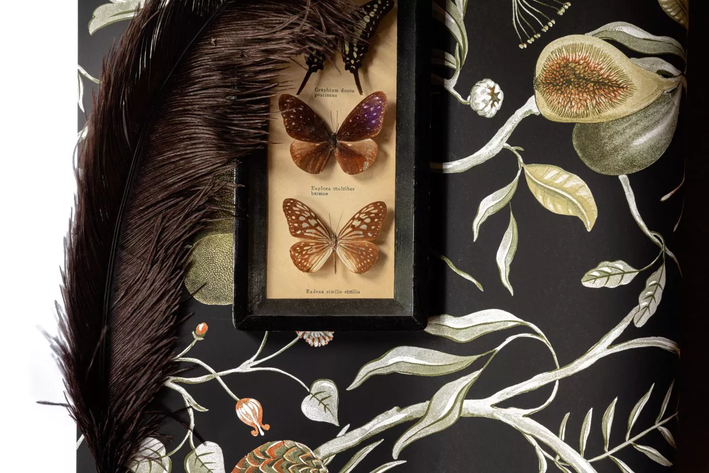 Papaya Kombou CAB605