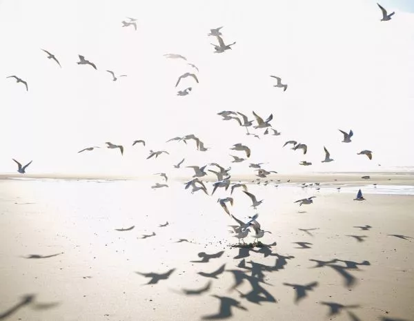 Houlgate 201531012 Size L