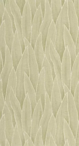 Sansevieria 201837260 Argile vert