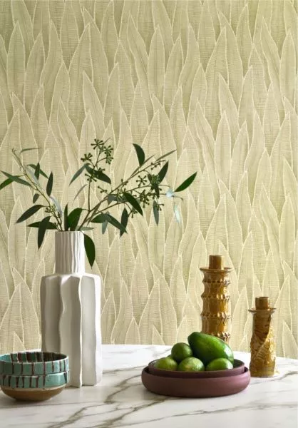 Sansevieria 201837260 Argile vert