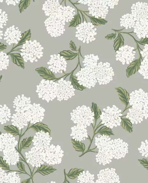 Hydrangea RI5144 Grey