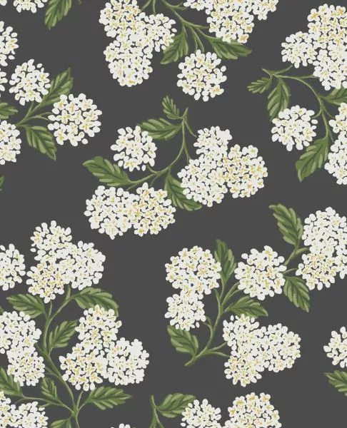 Hydrangea RI5146 Black