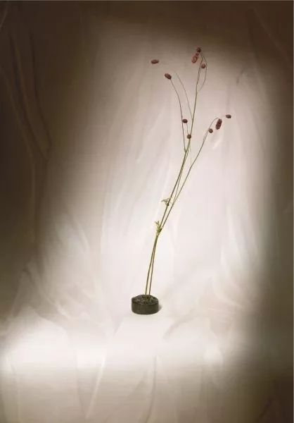 Herbier RM1099 03 Poudre d'Albâtre