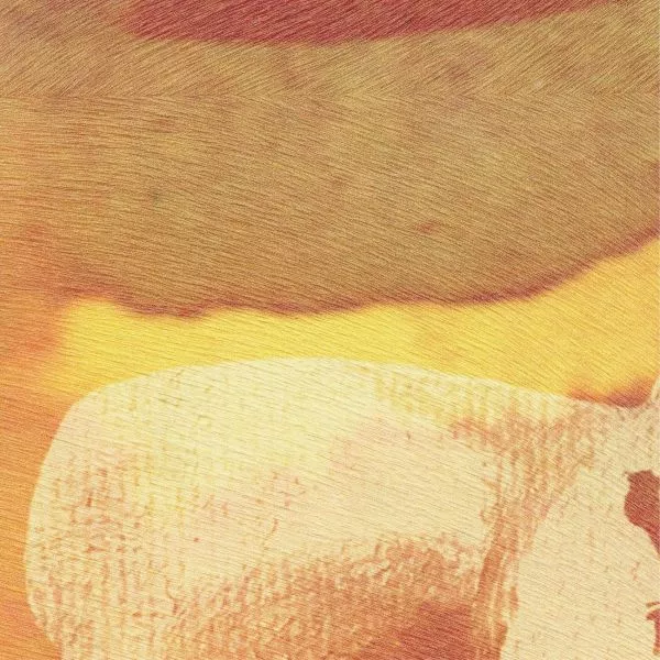 L'appel de la forêt VP972 01