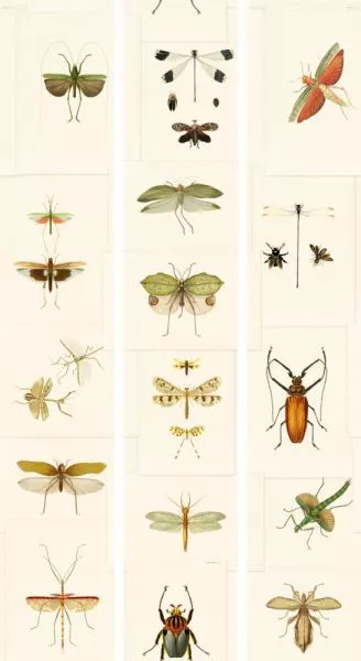 Entomology WP20233