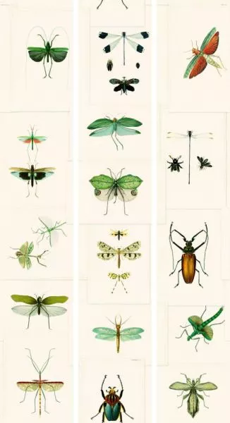 Entomology Green WP20234