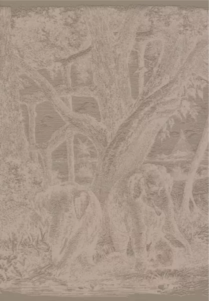 Maximus 71580100 Brun tabac