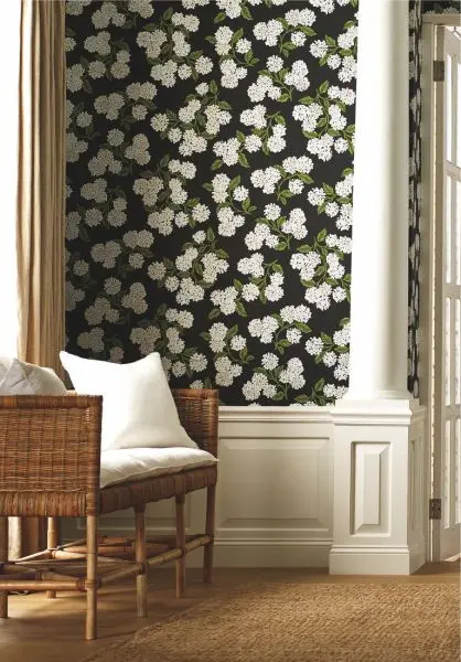 Hydrangea RI5146 Black
