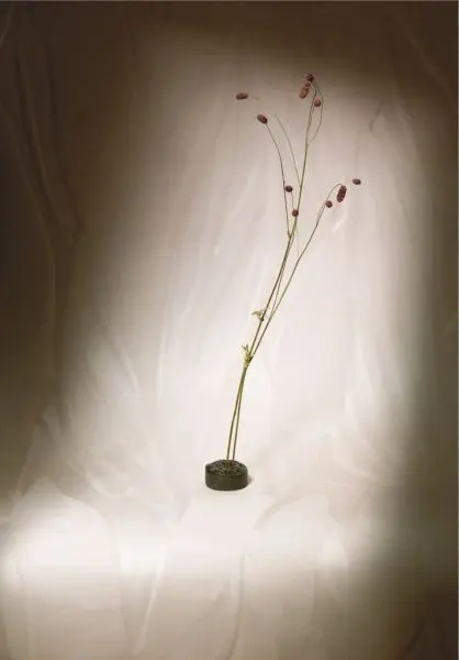 Herbier RM1099 03 Poudre d'Albâtre