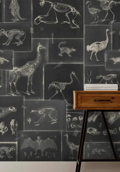 Zooarchaeology Anthracite WP20237